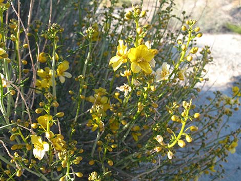 Desert Senna (Senna armata)