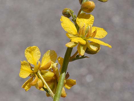 Desert Senna (Senna armata)