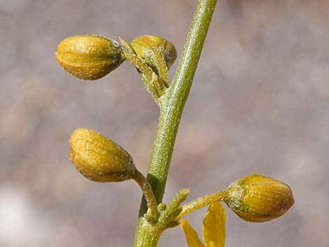 Desert Senna (Senna armata)