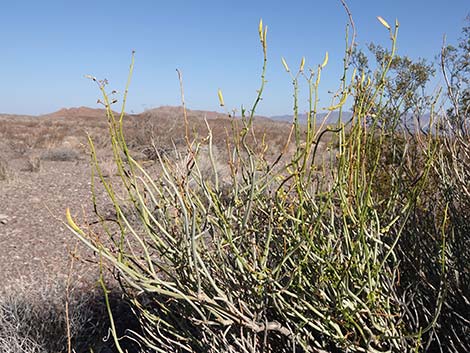 Desert Senna (Senna armata)