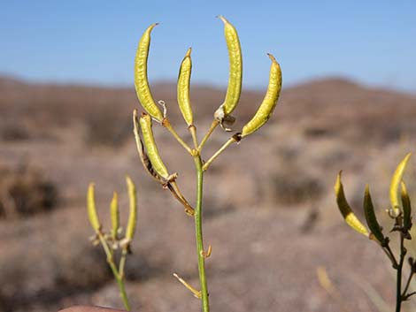 Desert Senna (Senna armata)