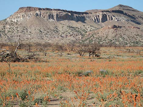 Desert Globemallow (Sphaeralcea ambigua)