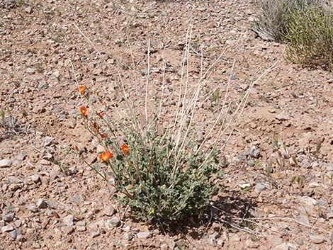 Desert Globemallow (Sphaeralcea ambigua)