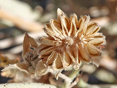 Desert Globemallow (Sphaeralcea ambigua)