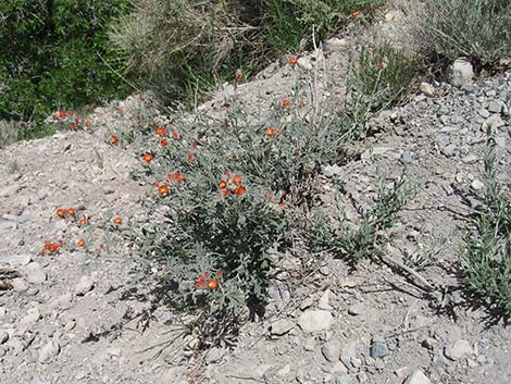 Gooseberryleaf Globemallow (Sphaeralcea grossulariifolia)