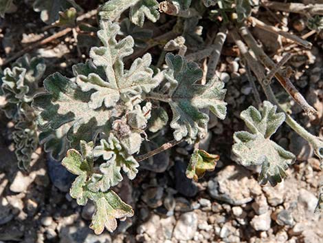 Gooseberryleaf Globemallow (Sphaeralcea grossulariifolia)