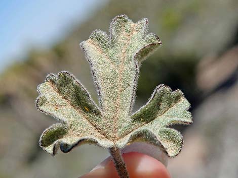 Gooseberryleaf Globemallow (Sphaeralcea grossulariifolia)
