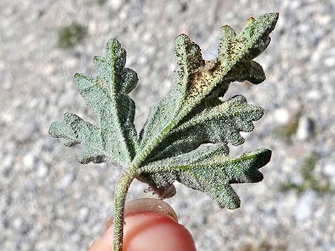 Gooseberryleaf Globemallow (Sphaeralcea grossulariifolia)