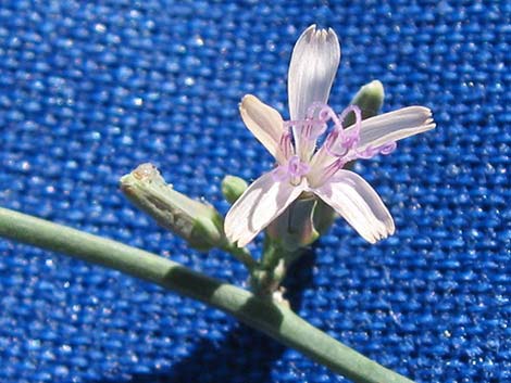 Brownplume Wirelettuce (Stephanomeria pauciflora)