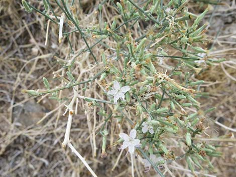 Brownplume Wirelettuce (Stephanomeria pauciflora)