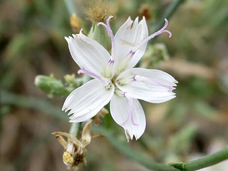 Brownplume Wirelettuce (Stephanomeria pauciflora)