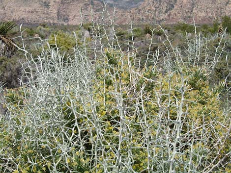 Longspine Horsebrush (Tetradymia axillaris)