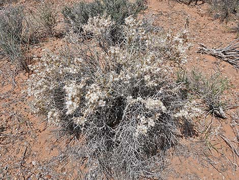 Longspine Horsebrush (Tetradymia axillaris)