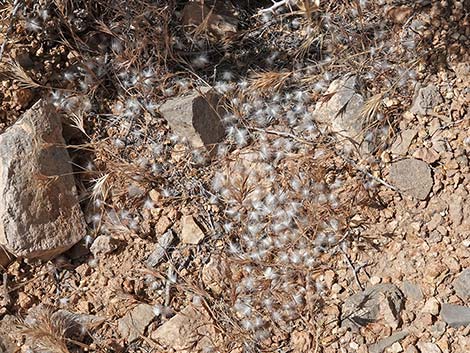 Longspine Horsebrush (Tetradymia axillaris)