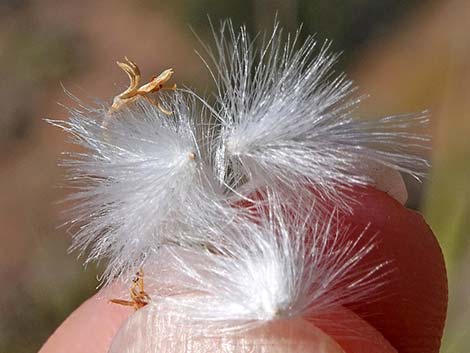 Longspine Horsebrush (Tetradymia axillaris)