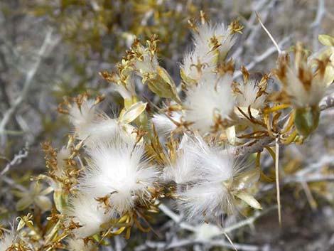 Longspine Horsebrush (Tetradymia axillaris)