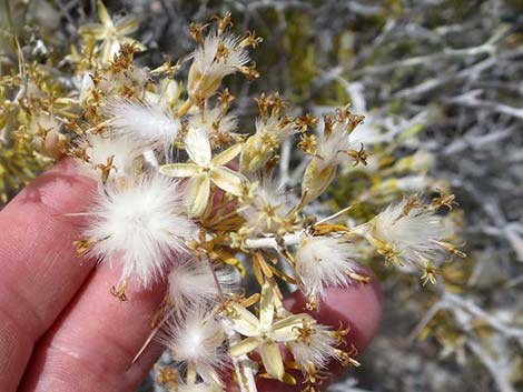 Longspine Horsebrush (Tetradymia axillaris)