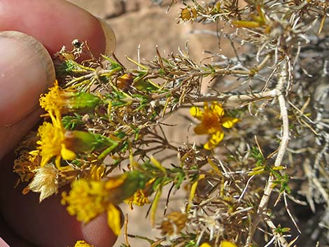 Dogweed Pricklyleaf (Thymophylla acerosa)