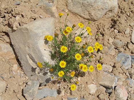 Fiveneedle Pricklyleaf (Thymophylla pentachaeta)