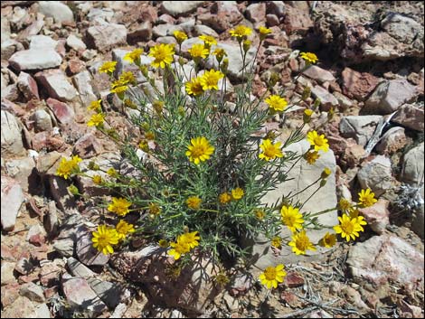 Fiveneedle Pricklyleaf (Thymophylla pentachaeta)