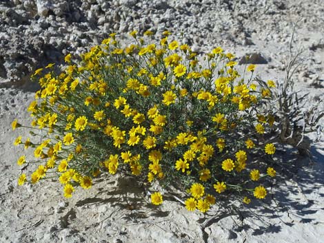 Fiveneedle Pricklyleaf (Thymophylla pentachaeta)