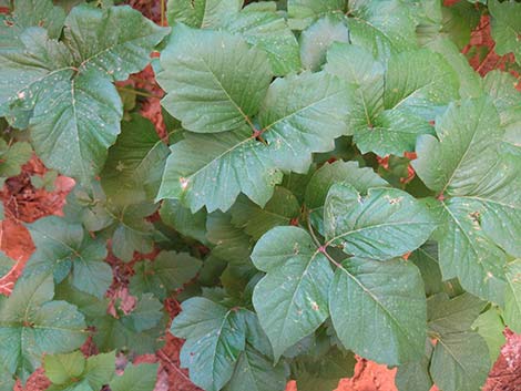 Western Poison Ivy (Toxicodendron rydbergii)