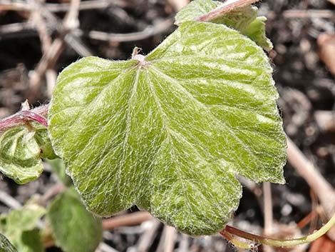 Canyon Grape (Vitis arizonica)