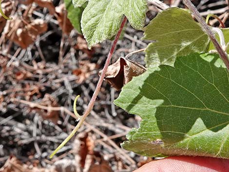 Canyon Grape (Vitis arizonica)