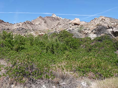 Canyon Grape (Vitis arizonica)