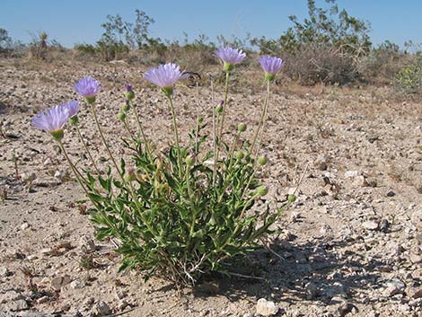 Desert Aster (Xylorhiza tortifolia)