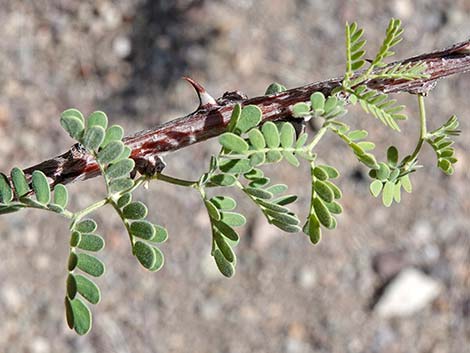 Catclaw Acacia (Acacia greggii)