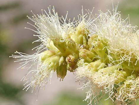 Catclaw Acacia (Acacia greggii)