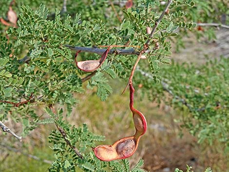 Catclaw Acacia (Acacia greggii)