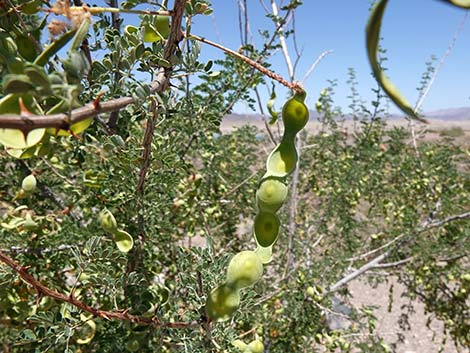 Catclaw Acacia (Acacia greggii)