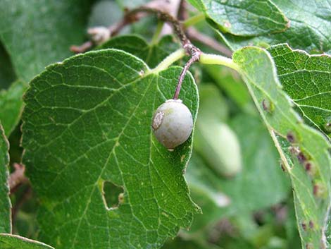 Netleaf Hackbury (Celtis reticulata)