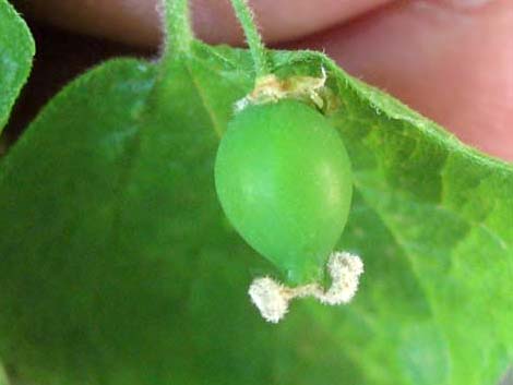 Netleaf Hackbury (Celtis reticulata)