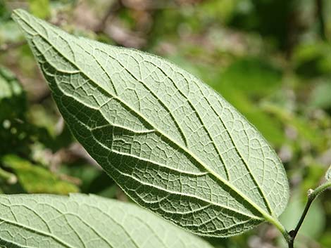 Netleaf Hackbury (Celtis reticulata)