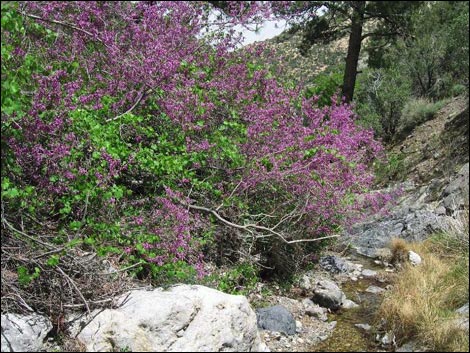 California Redbud (Cercis orbiculata)