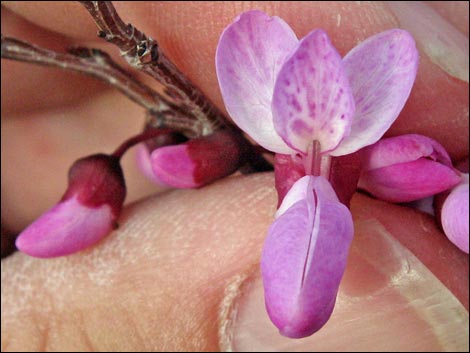 California Redbud (Cercis orbiculata)