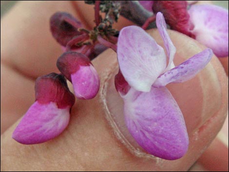 California Redbud (Cercis orbiculata)