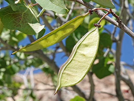 California Redbud (Cercis orbiculata)