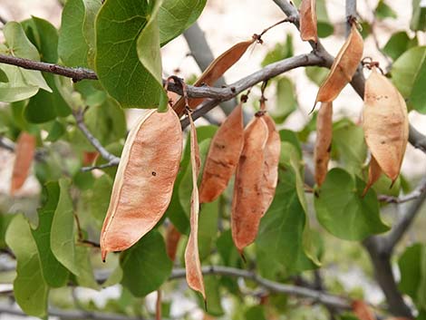 California Redbud (Cercis orbiculata)