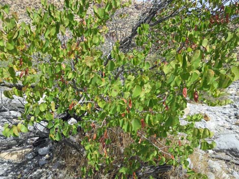 California Redbud (Cercis orbiculata)