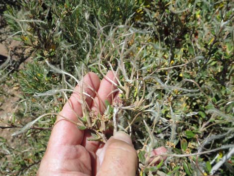 Curl-leaf Mountain Mahogany (Cercocarpus ledifolius)