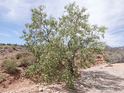 Desert Willow (Chilopsis linearis)