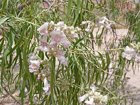 Desert Willow (Chilopsis linearis)