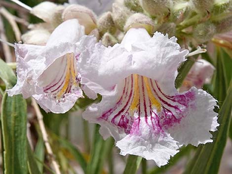 Desert Willow (Chilopsis linearis)