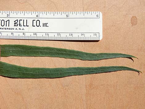 Desert Willow (Chilopsis linearis)