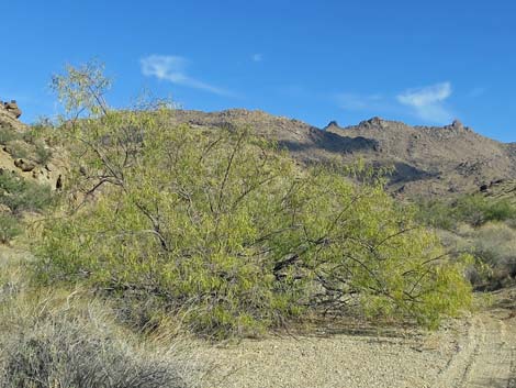 Desert Willow (Chilopsis linearis)