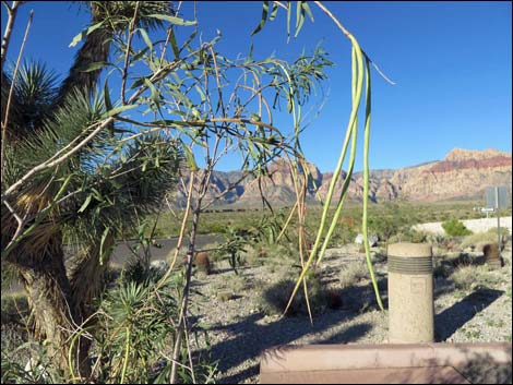 Desert Willow (Chilopsis linearis)